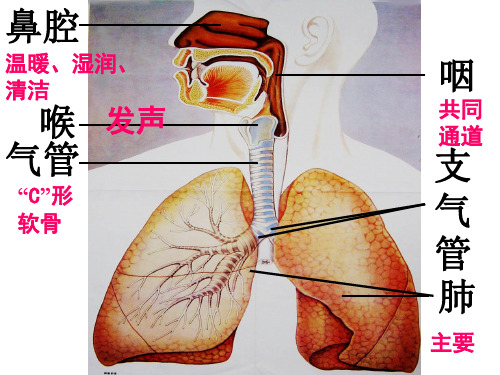 山东省临朐县沂山风景区大关初级中学济南版生物七年级下册21人体与外界的气体交换课件(共15张PPT)
