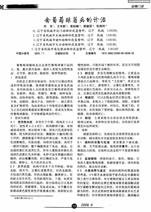 禽葡萄球菌病的诊治