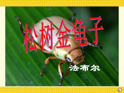 《松树金龟子》PPT课件 (共13张PPT)