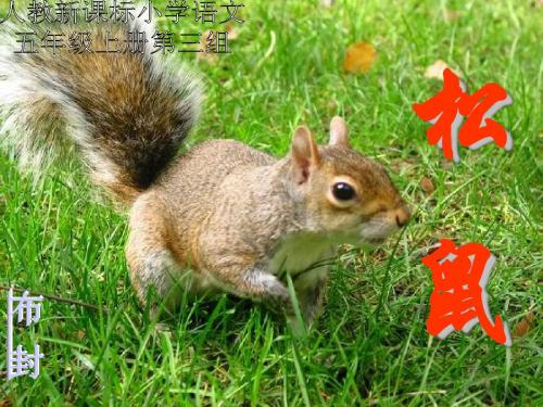 松鼠ppt课件