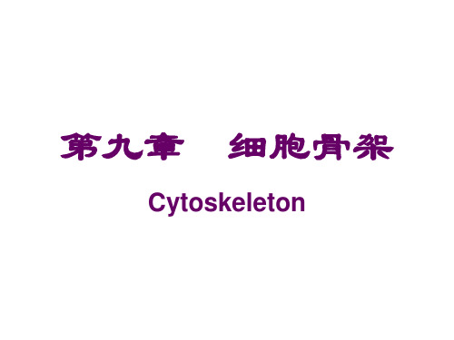 第九章 细胞骨架