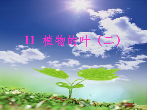 小学科学四年级上册《植物的叶二》精品