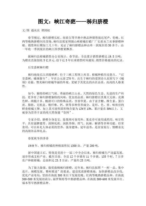 图文：峡江奇葩——秭归脐橙