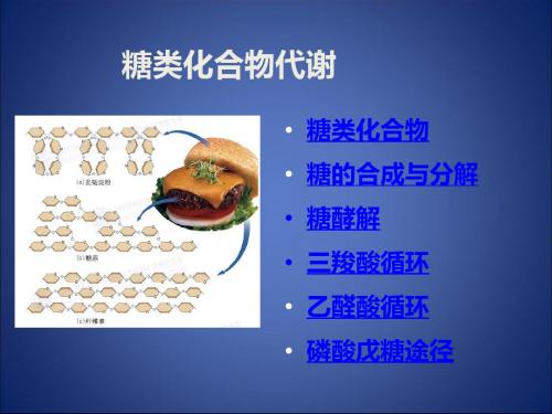 糖类代谢PPT课件