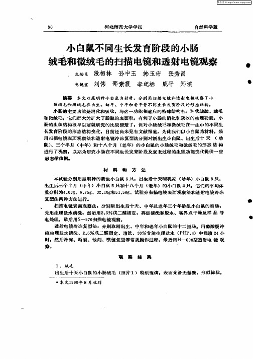 小白鼠不同生长发育阶段的小肠绒毛和微绒毛的扫描...