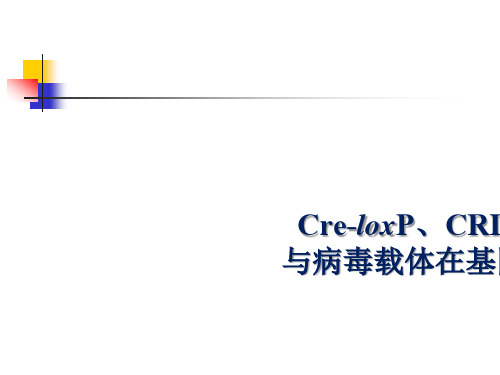 0425-cre-loxp、crispr-cas9技术与病毒载体在基因敲除中的联用