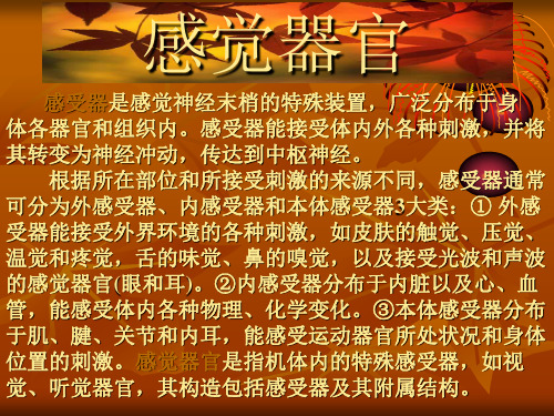 感觉器官解剖1