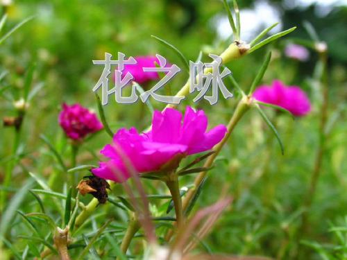 北师大版小学四下《花之咏》ppt课件2011