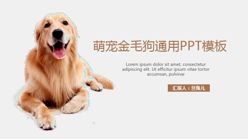 PPT模板：萌宠金毛狗通用PPT模板