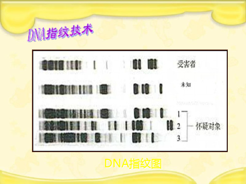 新人教版必修1高中生物第二章组成细胞的分子2.3遗传信息的携带者——核酸
