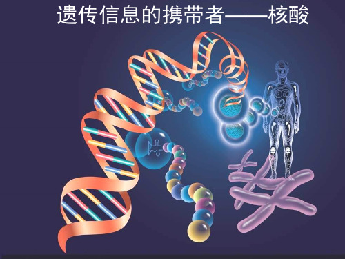 高一生物(2017年)2.3  遗传信息的携带者——核酸(课件)