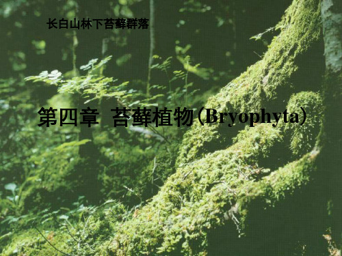 第四章苔藓植物Bryophyta