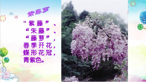 统编(部编)版七年级下册语文17紫藤萝瀑布好课件