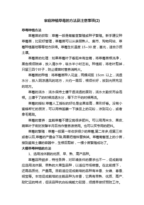 家庭种植草莓的方法及注意事项（2）