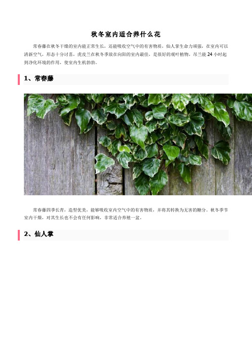 秋冬室内适合养什么花