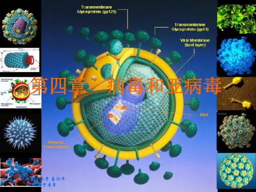 04第四章  病毒和亚病毒