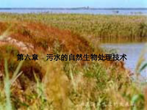 第六章污水自然生物处理技术