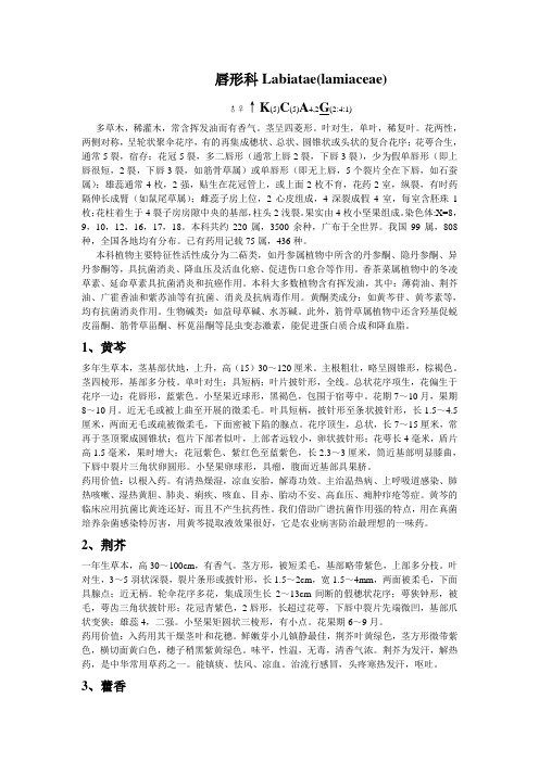 唇形科(word)Labiatae