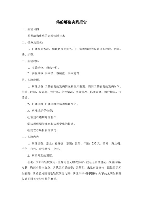 鸡的解剖