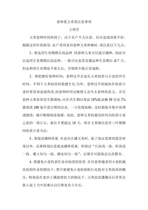 套种夏玉米需注意事项