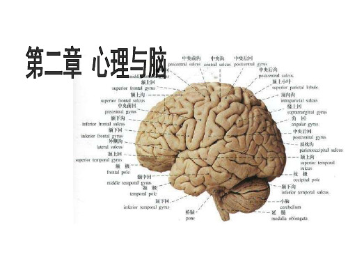 心理学-心理与脑
