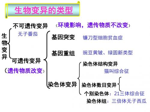 四专题1可遗传变异概述