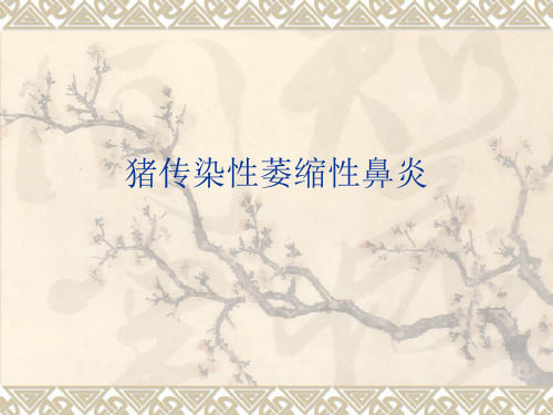 细菌病-猪传染性萎缩性鼻炎