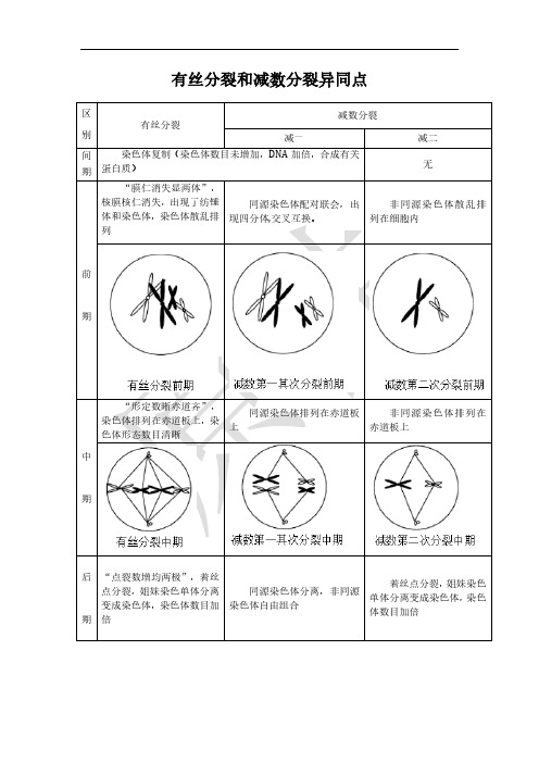 有丝分裂与减数分裂异同点