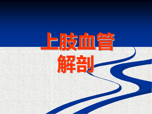 人体解剖上肢的血管