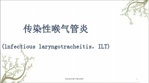 鸡传染性喉气管炎课件
