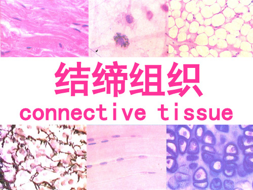 医学院《结缔组织》课件