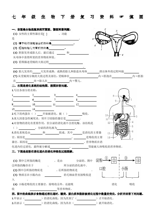 七年级生物下填图题识图题)总复习