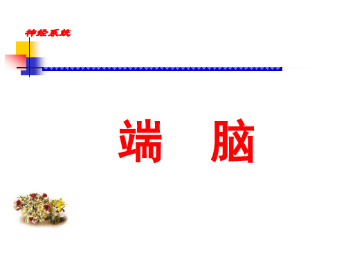 端脑