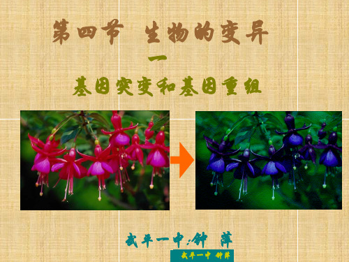 高二生物必修第二册第六章第四节生物的变异(基因突变)课件