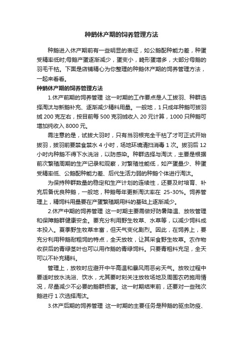 种鹅休产期的饲养管理方法