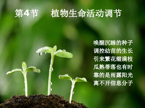 上课用第1节植物生长素的发现ppt