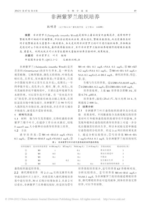 非洲紫罗兰组织培养_耿明清