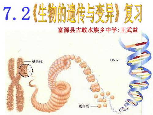人教版八年级下册第七单元第二章生物的遗传与变异(复习)(ppt22张)