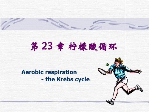 第23章 三羧酸循环