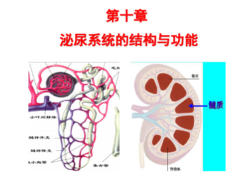 人体解剖生理学：第十章 泌尿系统的结构与功能