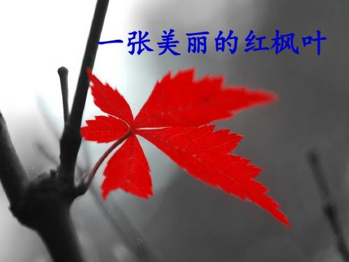 《一张美丽的红枫叶》课件