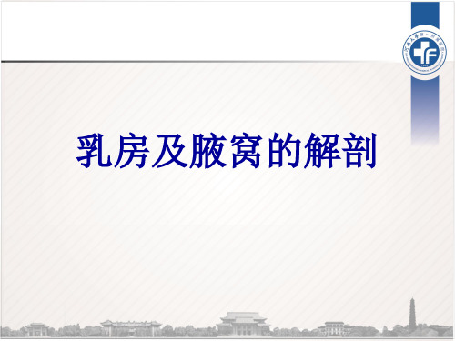 乳房及腋窝解剖