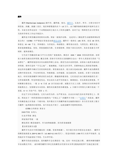 藏羚羊