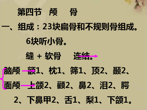 解剖学颅骨及其连结