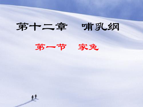 家兔PPT教学课件