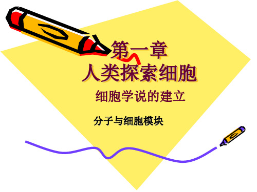 北师大版高中生物必修一1.1《细胞学说的建立》优质课件(14张)(共14张PPT)