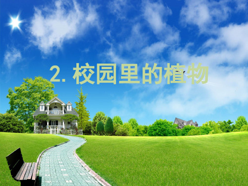 三年级上册科学课件-校园里的植物   苏教版