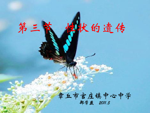 初中生物  性状的遗传4 济南版精品课件