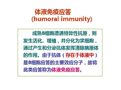 B细胞介导的体液免疫应答概述