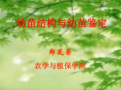 013幼苗结构与幼苗鉴定幻灯片